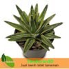 Agave Victoriae - Gambar 2