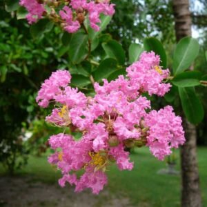Crape Myrtle Pink
