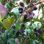 Cocoplum