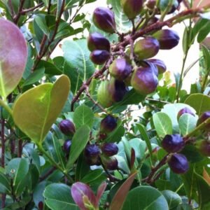 Cocoplum