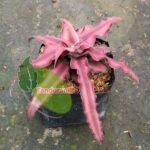 Striped Red Ananas