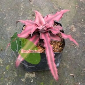 Striped Red Ananas