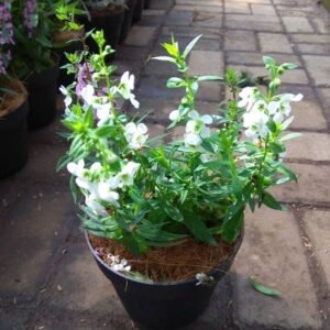 Angelonia Putih