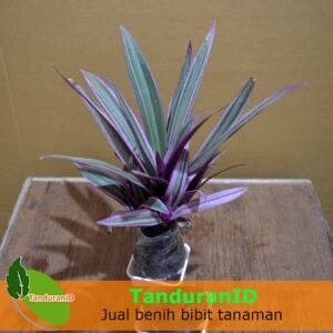 Nanas Kerang ( Adam Hawa )