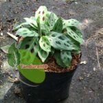 Calathea Tricolour