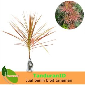 Dracaena Tricolor