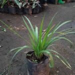 Bawang Dayak ( Bawang Sabrang )