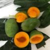 Mangga Alpukat Pasuruan - Gambar 2