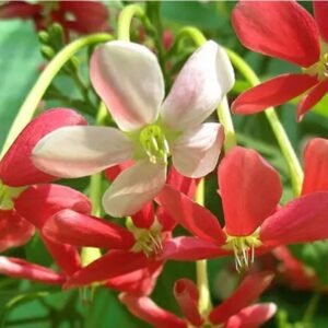 Rangoon Creeper