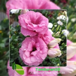 Lisianthus Pink