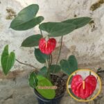 Anthurium Merah Bangkok