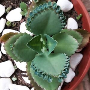 Daigremontiana Succulents