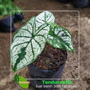 White Caladium