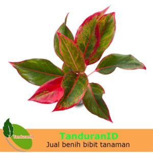 Aglaonema Lipstick