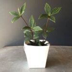 Peperomia Puteolata