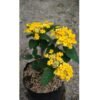 Lantana Kuning - Gambar 2