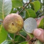 Kelengkeng Giant Longan