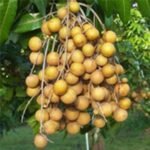 Kelengkeng Kristal
