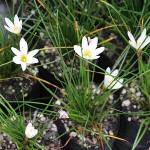 Zephyranthes Putih 5 Pcs