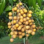 Kelengkeng Puangray
