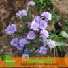 Aster Pikok Ungu - Gambar 2