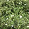 Mirten Variegata - Gambar 2