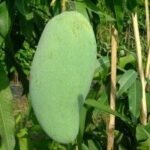 Mangga Golek India