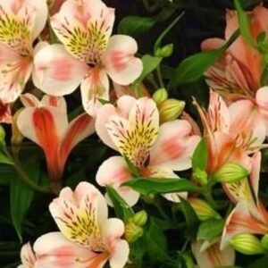 Peruvian Lily Kuning
