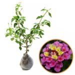 Lantana Pink 2 Pcs