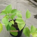 Sirih Gading Kuning