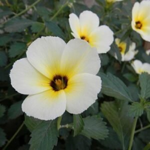 White Buttercup