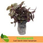 Tradescantia Silver