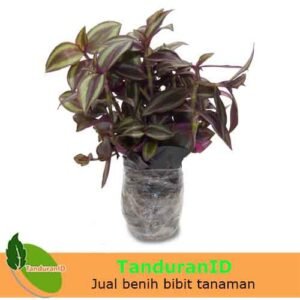 Tradescantia Silver