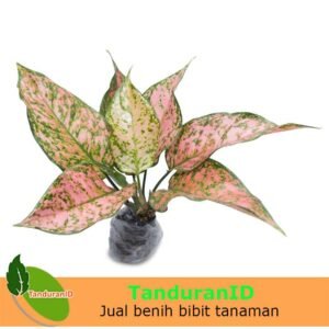 Aglaonema Valentine