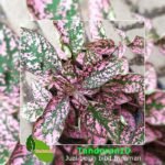 Hypoestes Pink Splash