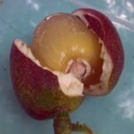 Kelengkeng Matoa Island Lychee