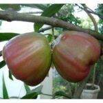 Jambu Air King Rose