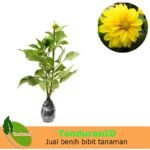 Dahlia Kuning