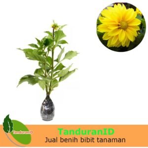 Dahlia Kuning