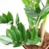 Zamioculcas - Gambar 2