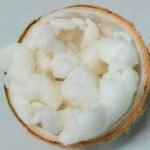 Kelapa Kopyor