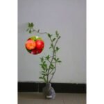 Cherry Vietnam Manis