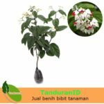 Nona Makan Sirih Putih