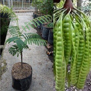 Petai ( Pete )