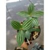 Peperomia Puteolata - Gambar 2