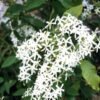 Petrea Putih - Gambar 2
