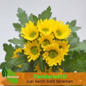 Krisan Baby Yellow