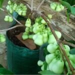 Jambu Air Madu Deli Hijau