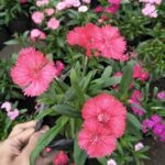 Dianthus Mini Oranye