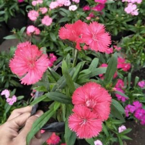 Dianthus Mini Oranye